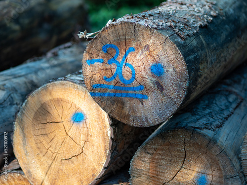 Markierte Baumstämme im Wald photo