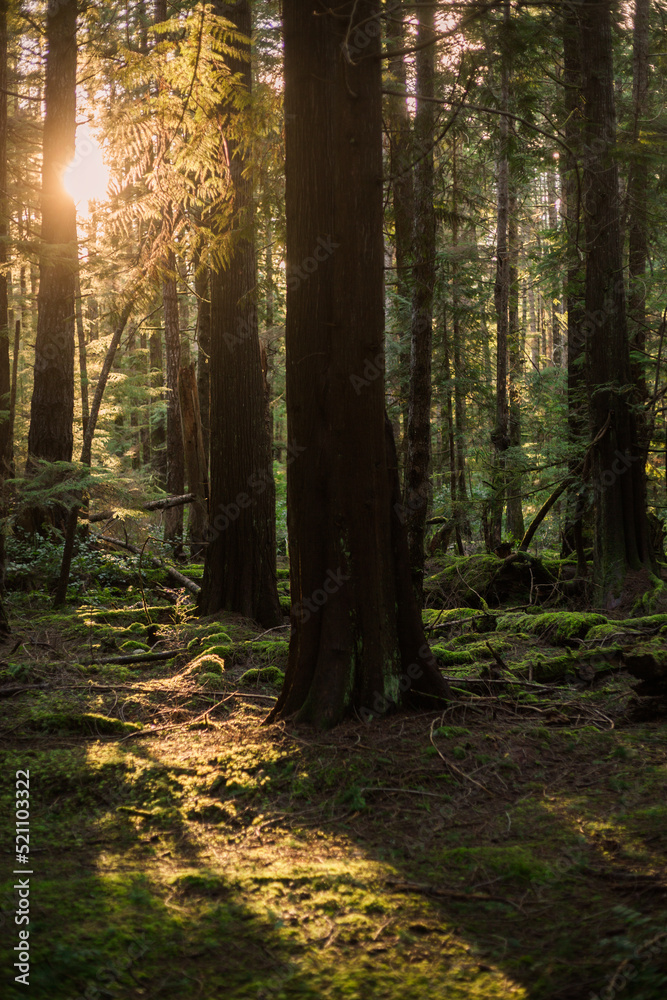 Sunlight coming though the trees in a forest