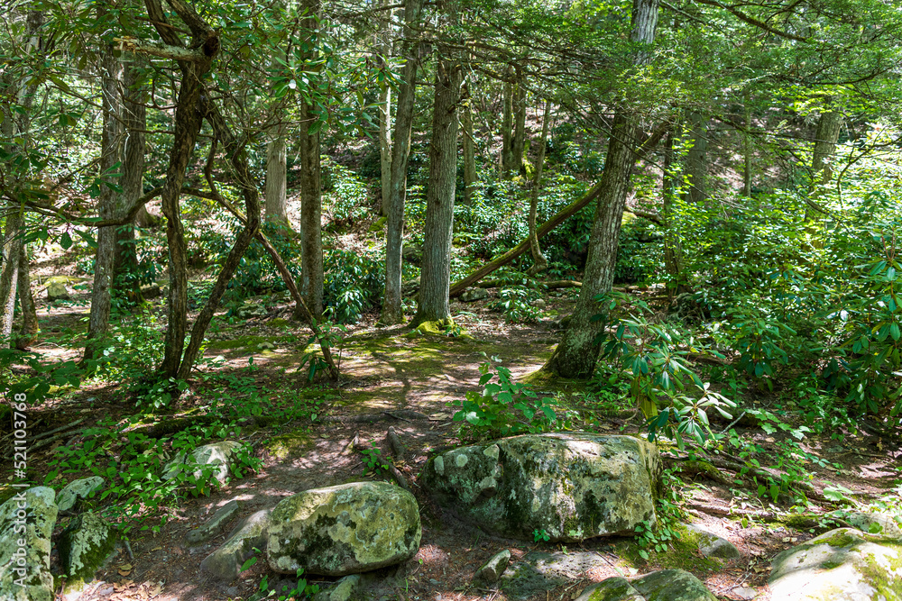 Fototapeta premium forest in summeer