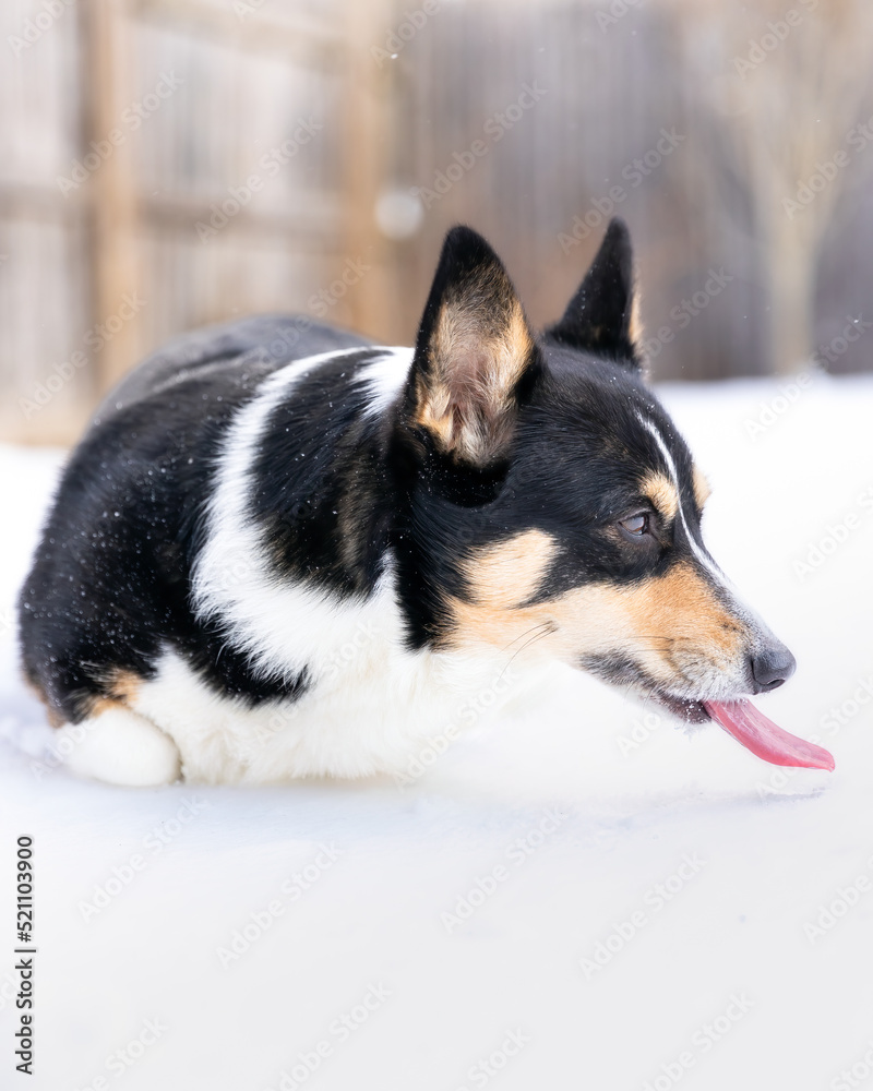 Close up of a tri-colored Pembroke Welsh Corgi laying outside licking and eating snow