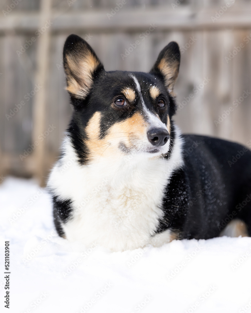 Tri-colored Pembroke Welsh Corgi laying alertly in the snow in a backyard. Long Island, New York