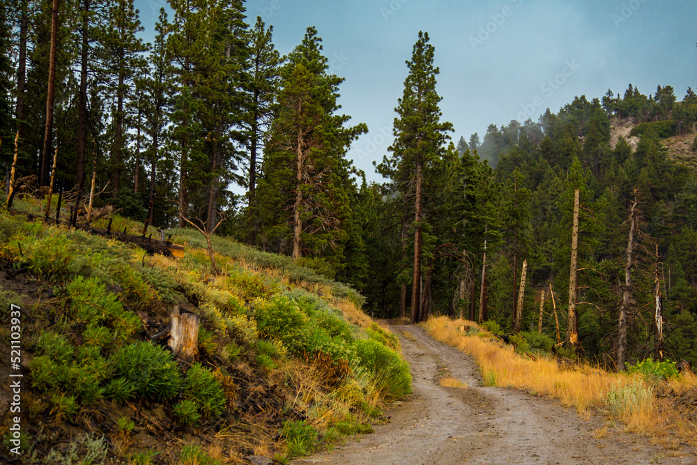 road in the forest road in the forest