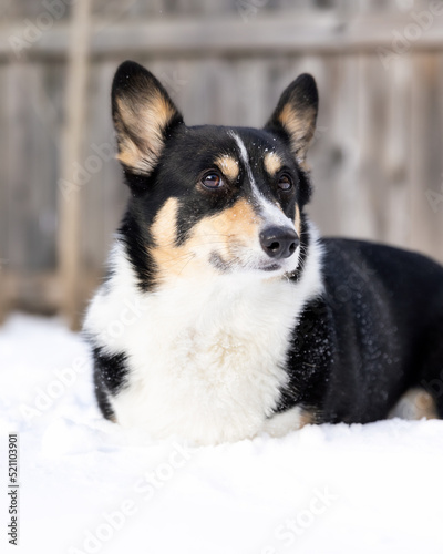 Tri-colored Pembroke Welsh Corgi laying alertly in the snow in a backyard. Long Island, New York © Scott Heaney