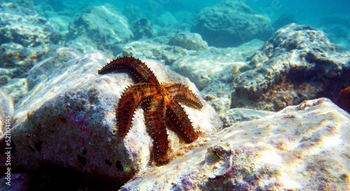 Blue spiny starfish - Coscinasterias tenuispina photo