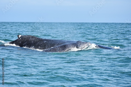 Beautiful mother and calf humbpack whale, in Tumbes | Peru. 
