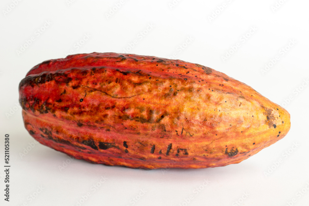 Whole cocoa fruit on white background