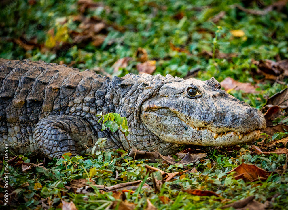 alligator in nature in pantanal brazil alligator in nature in pantanal brazil