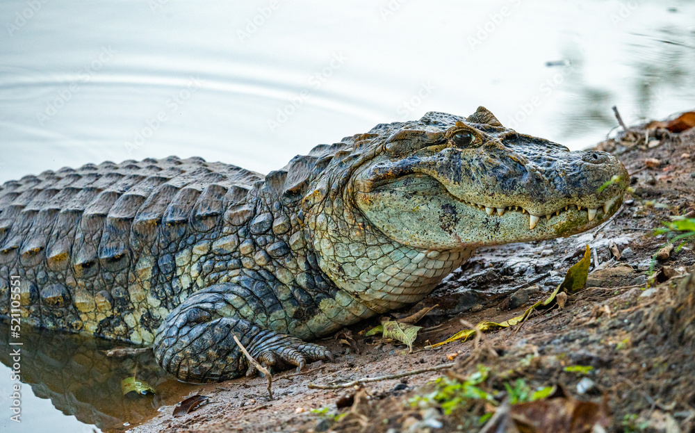 alligator in nature in pantanal brazil alligator in nature in pantanal brazil