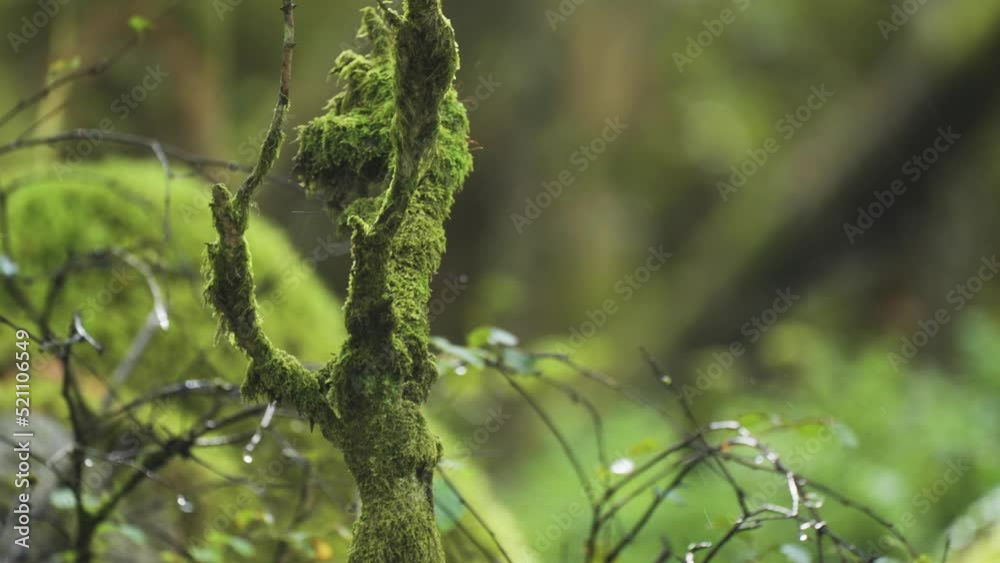 A close-up shot of the moss-covered dead tree branches. Slow-motion, orbit. A close-up shot of the moss-covered dead tree branches. Slow-motion, orbit.