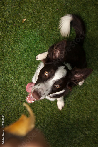 Filhote de cachorro da raça border collie sentado na grama, com a língua para fora, olhando para cima.