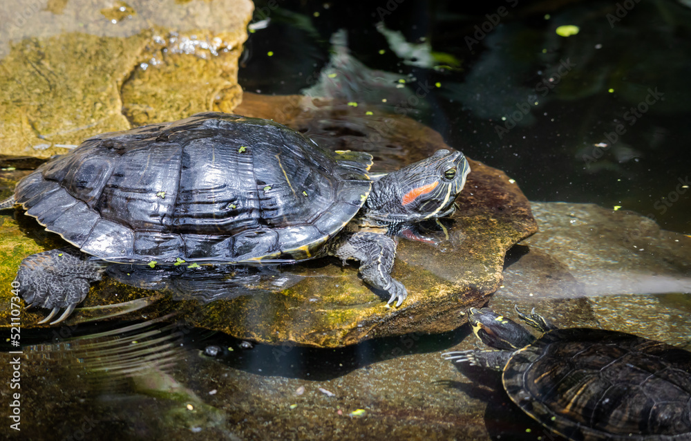 Red-eared Slider sitting on a rock in butterfly gardens in Pine Mountain Georiga. Red-eared Slider sitting on a rock in butterfly gardens in Pine Mountain Georiga.