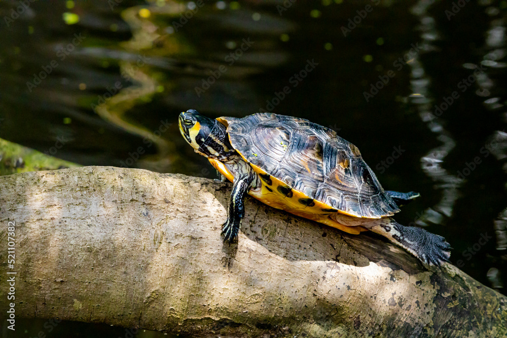 Yellow Bellied Slider sitting on a stump in a butterfly garden in Pine Mountain Georiga. Yellow Bellied Slider sitting on a stump in a butterfly garden in Pine Mountain Georiga.