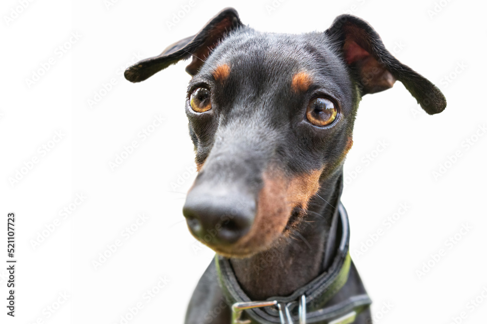 Funny portrait of a cute miniature pinscher dog on white background