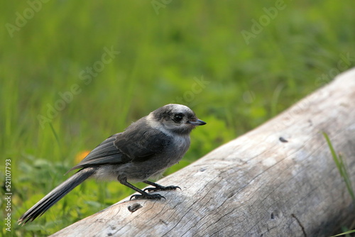 Canada Jay - Perisoreus canadensis - perched on a log