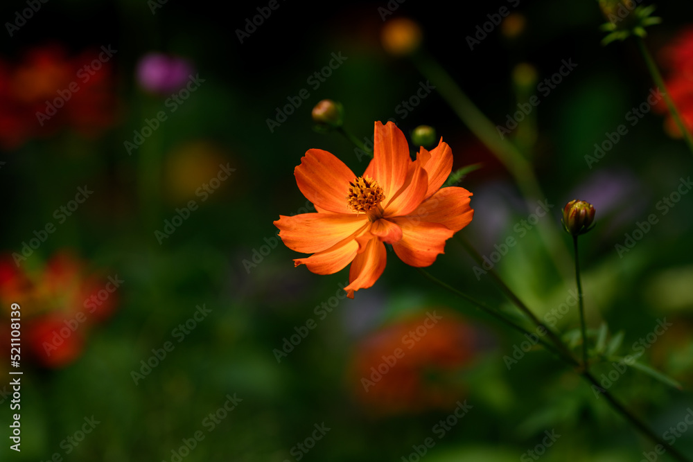 Colorful Wildflowers in Wisconsin garden during Summer Colorful Wildflowers in Wisconsin garden during Summer