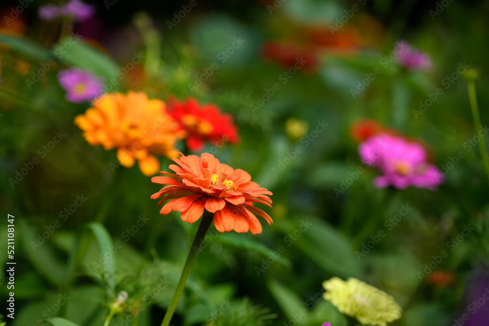 Colorful Wildflowers in Wisconsin garden during Summer Colorful Wildflowers in Wisconsin garden during Summer