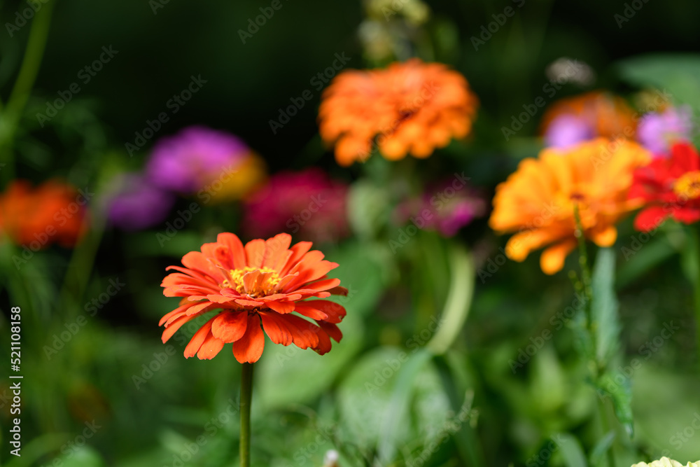 Colorful Wildflowers in Wisconsin garden during Summer Colorful Wildflowers in Wisconsin garden during Summer