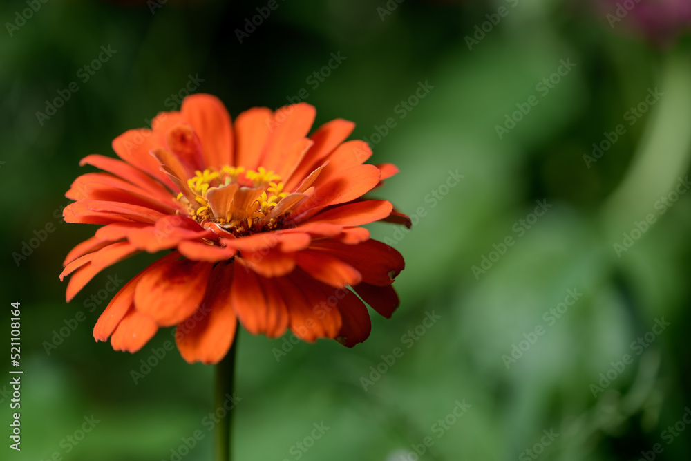Colorful Wildflowers in Wisconsin garden during Summer Colorful Wildflowers in Wisconsin garden during Summer