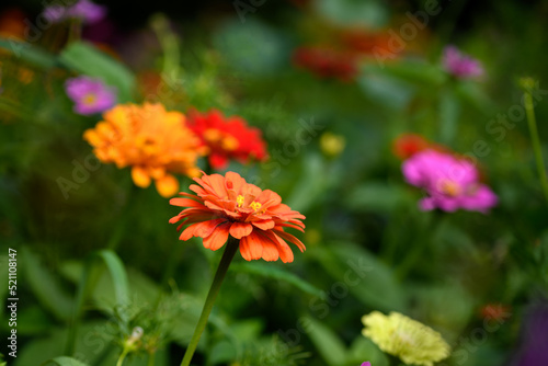 Colorful Wildflowers in Wisconsin garden during Summer
