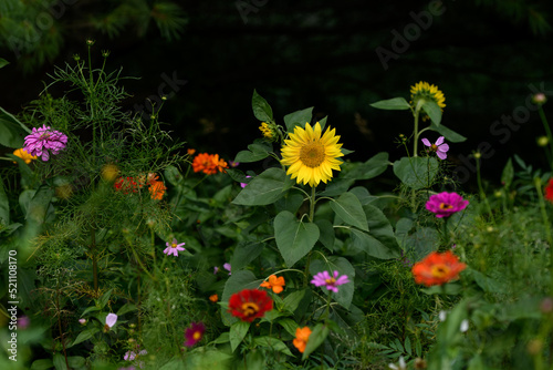 Colorful Wildflowers in Wisconsin garden during Summer