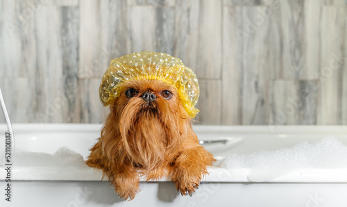 Brussels Griffon in the bath, wearing a bathing cap.
