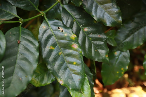Plant disease of coffee leaf  in farm with Researcher.coffee plantation.harvesting Robusta and arabica  coffee berries by agriculturist hands,Worker Harvest arabica coffee berries on its branch.