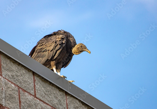 Wild Black Vulture sitting on a brick wall in Pine Mountain Georgia. photo