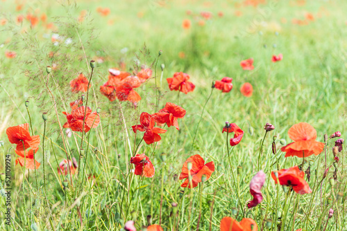 Beautiful field of red poppies in summer day  Latvia. Selective focus.