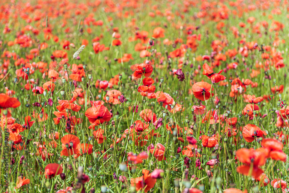 Beautiful field of red poppies in summer day, Latvia. Selective focus.