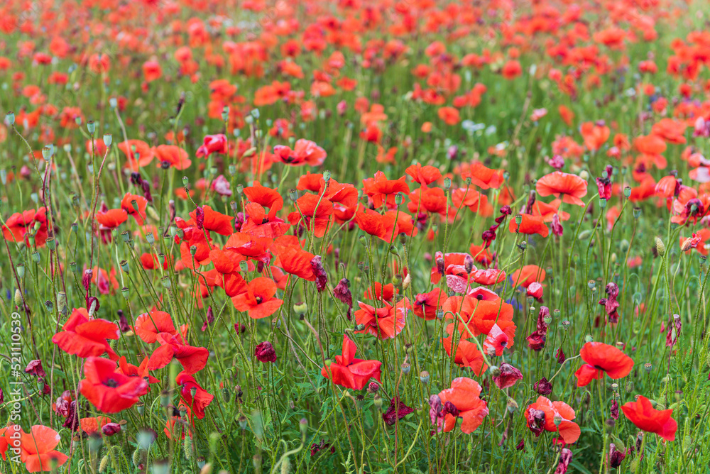 Beautiful field of red poppies in summer day, Latvia. Selective focus. Beautiful field of red poppies in summer day, Latvia. Selective focus.