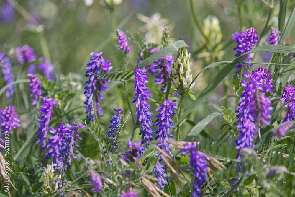 Fototapeta premium Wildflowers Blooming in the Field