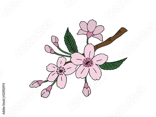 フジザクラ　県花（山梨県）