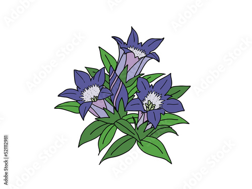 リンドウ　県花（長野県）