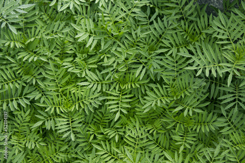  Green marigold leaves in the garden.