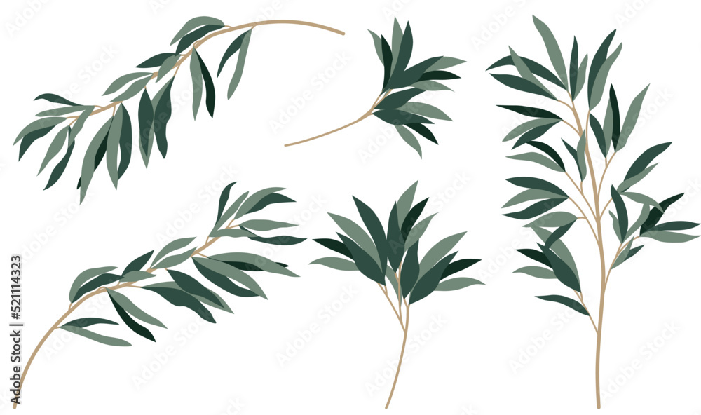 Obraz premium Illustration of Eucalyptus Branches, Set