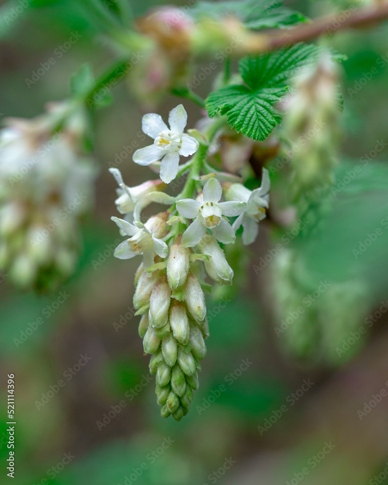Obraz premium Close up of a white flowering current - Ribes sanguineum