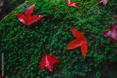 Fallen maple leaves at Phu Kradueng National Park,Thailand photo