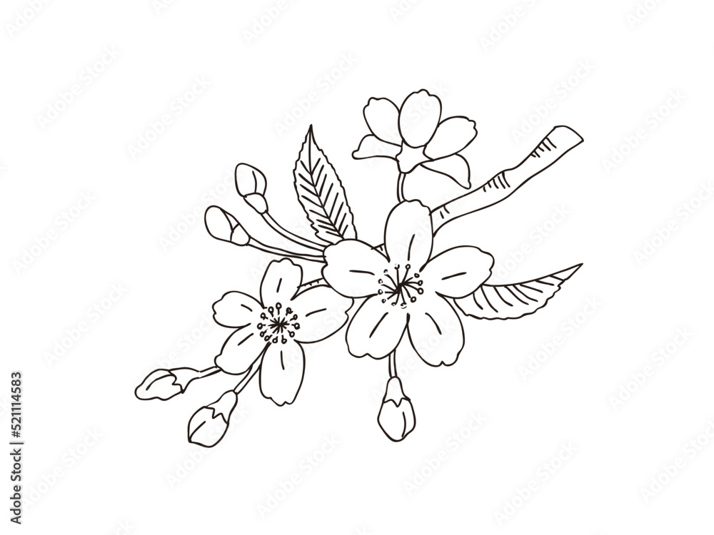 フジザクラ　県花（山梨県）