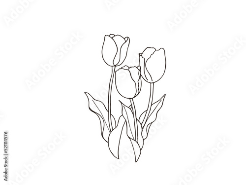 チューリップ　県花（新潟県）