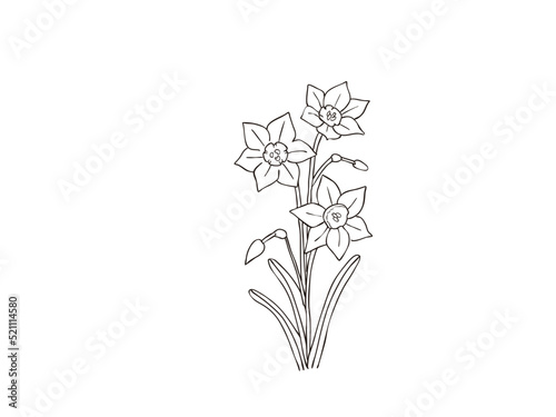スイセン　県花（福井県）
