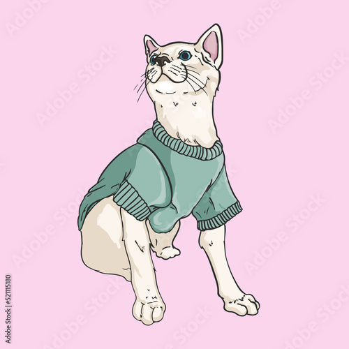 Gato con sueter en fondo de color
