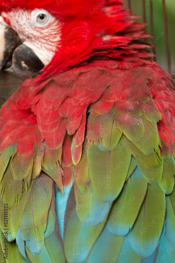 Obraz premium Caged red and green macaw (Ara chloropterus) close up of colourful feathers