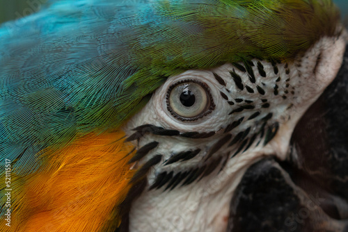 close up of blue and yellow macaw head