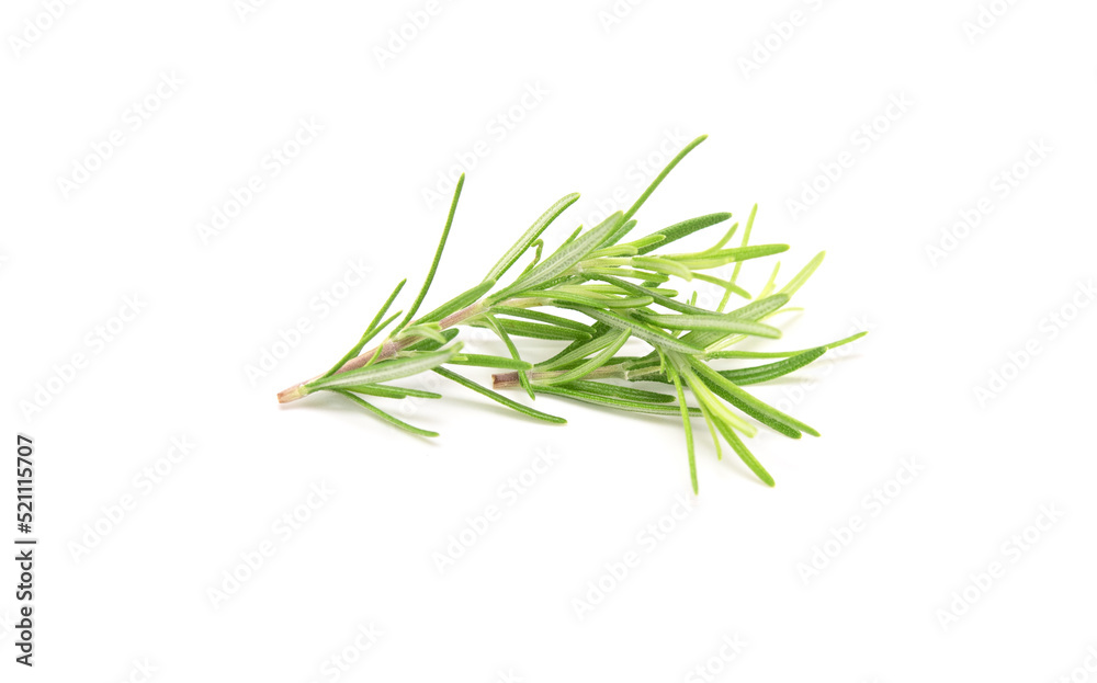 Fototapeta premium Fresh rosemary sprig isolated on white background.