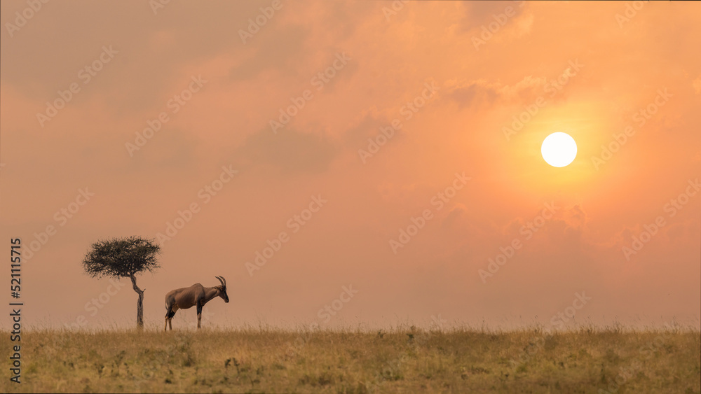Topi antelope standing by lone tree in savanna grassland during sunset at Masai Mara National Reserve Kenya