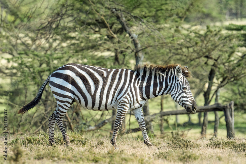 Fototapeta premium lone zebra walking at Masai Mara National Reserve Kenya