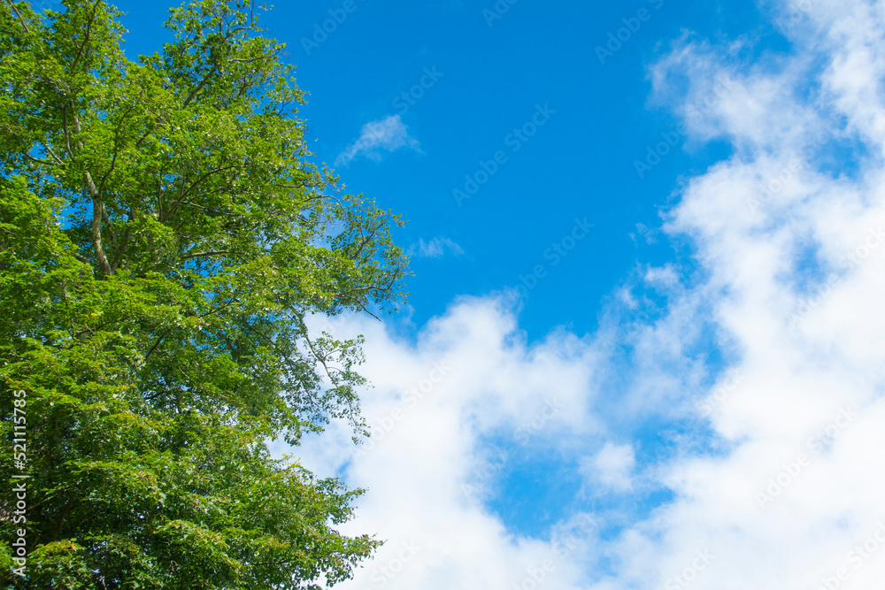 Obraz premium 青い空、白い雲、緑の木々 夏の3色