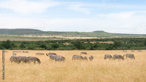 herd of zebra walking and eating grass in Savanna grassland at Masai Mara