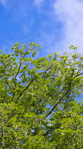 夏の青空に向かって伸びる大きな木