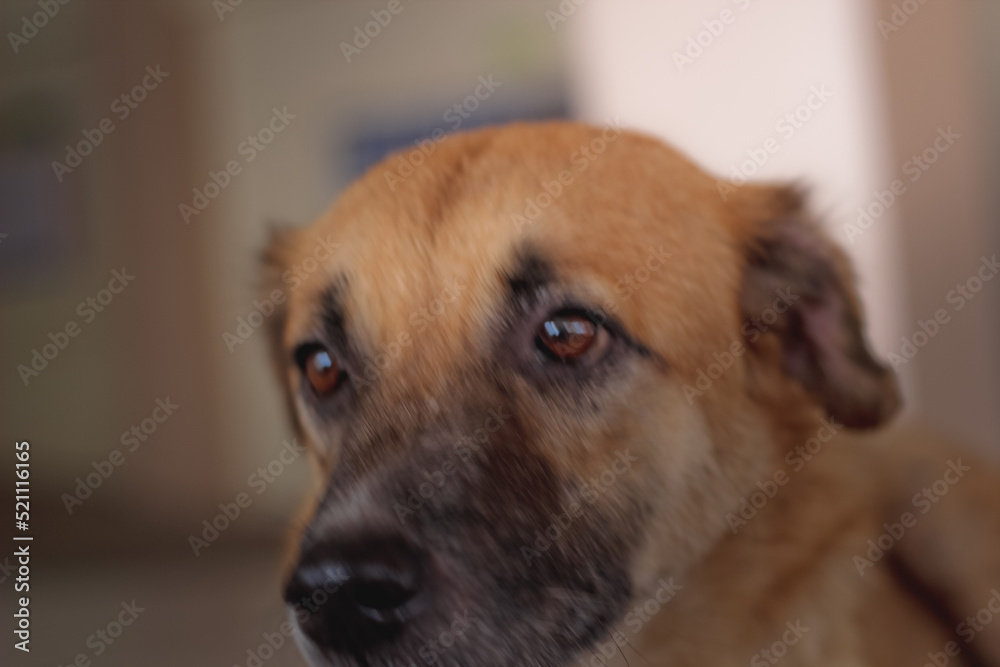 Dogs of modern breeds are more diverse in shape and behavior than other types of pets. Dogs of modern breeds are more diverse in shape and behavior than other types of pets.